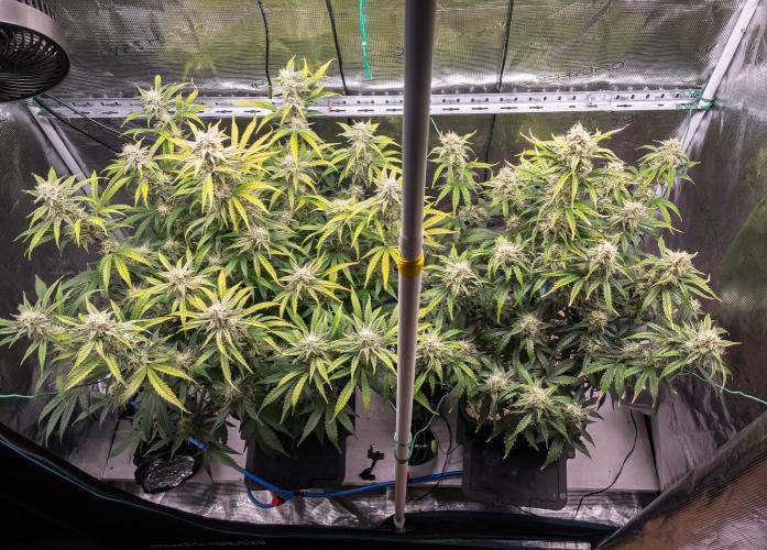 Sour Stomper by Mephisto in Autopot. Week 9 - D61 Sour Stomper #1 + #2