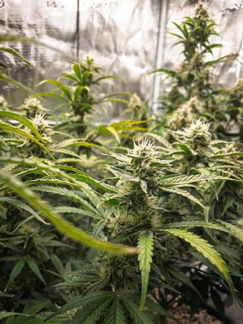 Sour Stomper by Mephisto in Autopot. Week 9 - D61 Sour Stomper #2