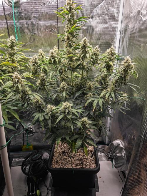 Sour Stomper by Mephisto in Autopot. Week 9 - D61 Sour Stomper #1