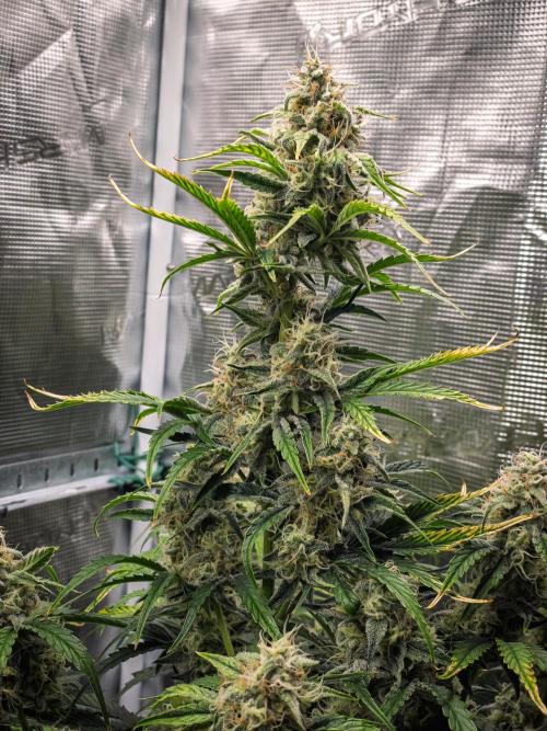 Sour Stomper by Mephisto in Autopot. Week 9 - D61 Sour Stomper #1