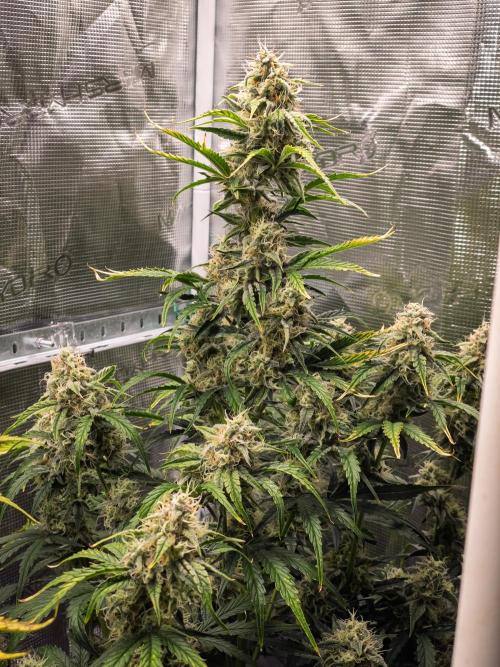 Sour Stomper by Mephisto in Autopot. Week 9 - D61 Sour Stomper #1