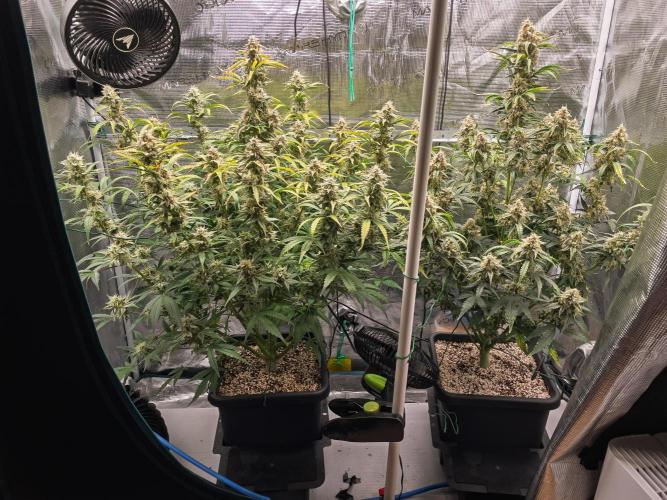 Sour Stomper by Mephisto in Autopot. Week 10 - D67 Sour Stompers