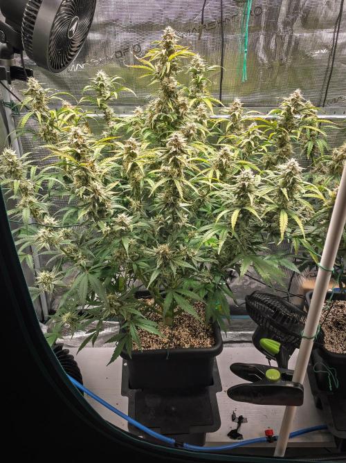 Sour Stomper by Mephisto in Autopot. Week 10 - D67 Sour Stomper #2