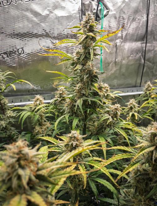 Sour Stomper by Mephisto in Autopot. Week 10 - D67 Sour Stomper #2