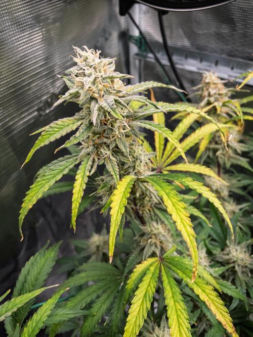 Sour Stomper by Mephisto in Autopot. Week 10 - D67 Sour Stomper #2