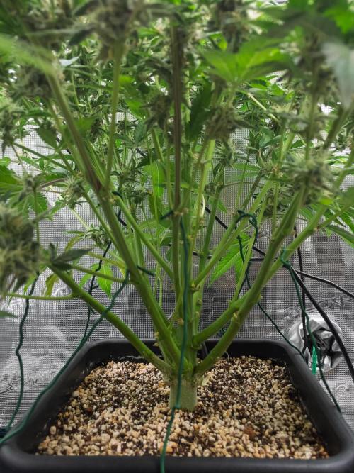 Sour Stomper by Mephisto in Autopot. Week 10 - D67 Sour Stomper #2