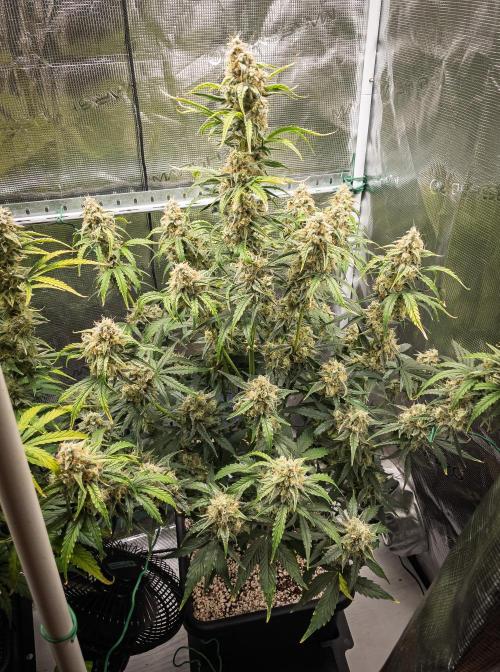 Sour Stomper by Mephisto in Autopot. Week 10 - D67 Sour Stomper #1