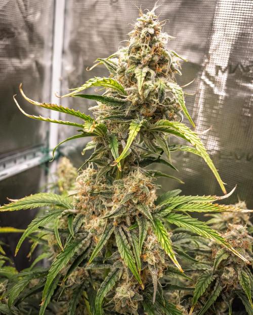 Sour Stomper by Mephisto in Autopot. Week 10 - D67 Sour Stomper #1