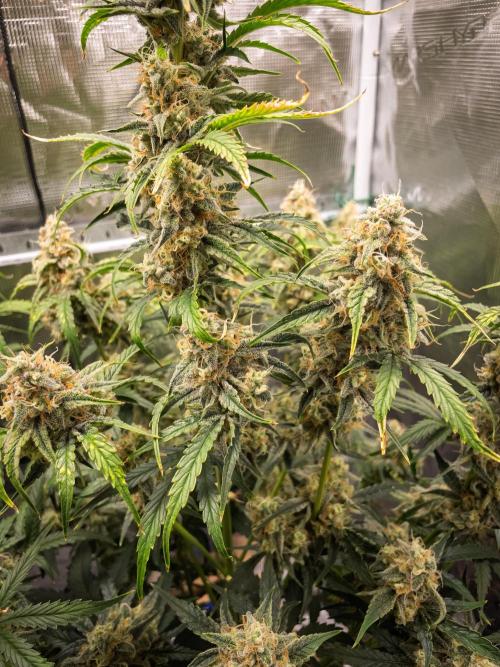 Sour Stomper by Mephisto in Autopot. Week 10 - D67 Sour Stomper #1