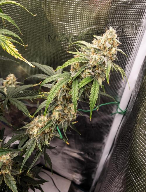 Sour Stomper by Mephisto in Autopot. Week 10 - D67 Sour Stomper #1