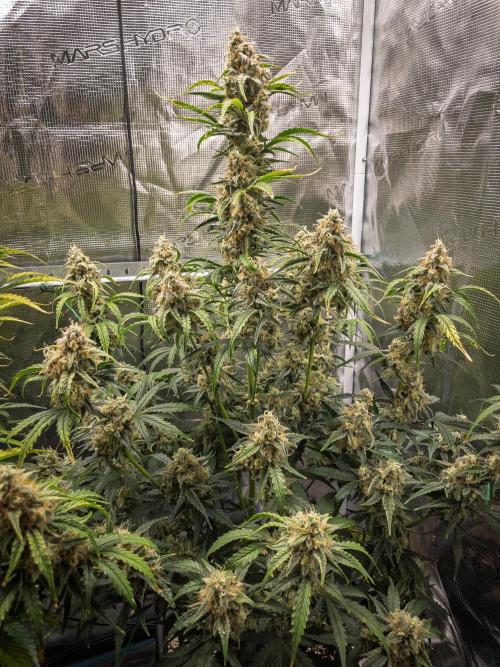 Sour Stomper by Mephisto in Autopot. Week 10 - D67 Sour Stomper #1