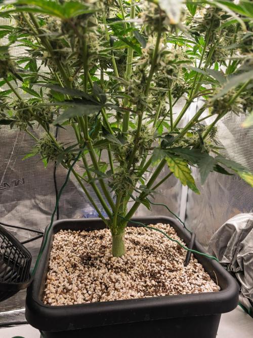 Sour Stomper by Mephisto in Autopot. Week 10 - D67 Sour Stomper #1