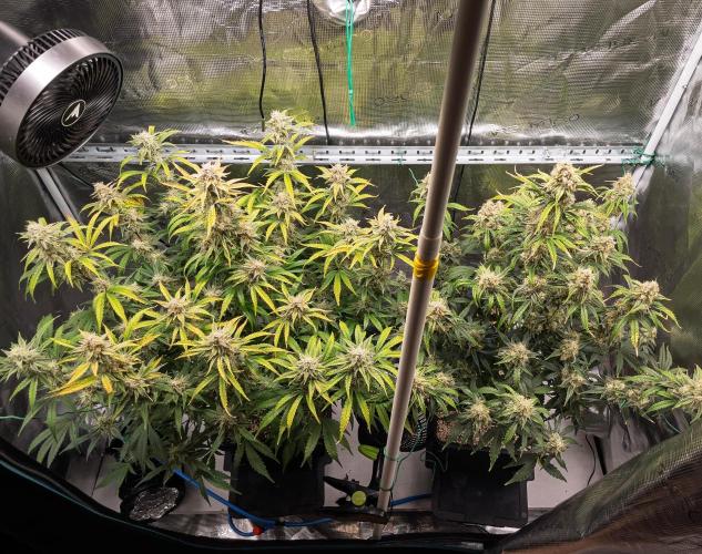 Sour Stomper by Mephisto in Autopot. Week 10 - D67 Sour Stompers