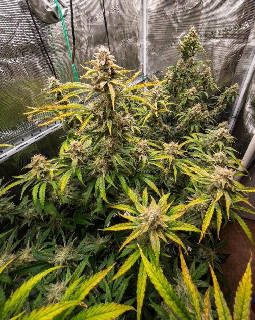 Sour Stomper by Mephisto in Autopot. Week 10 - D67 Sour Stompers