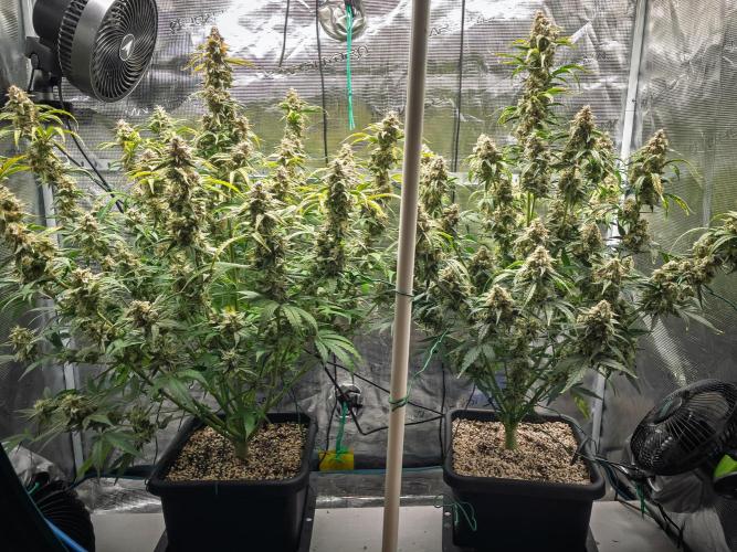 Sour Stomper by Mephisto in Autopot. Week 11 - Day 72: Sour Stomper #1 + #2