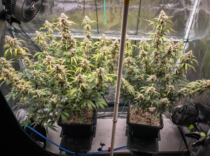 Sour Stomper by Mephisto in Autopot. Week 11 - Day 72: Sour Stomper #1 + #2