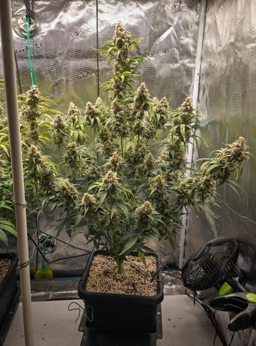 Sour Stomper by Mephisto in Autopot. Week 11 - Day 72: Sour Stomper #1