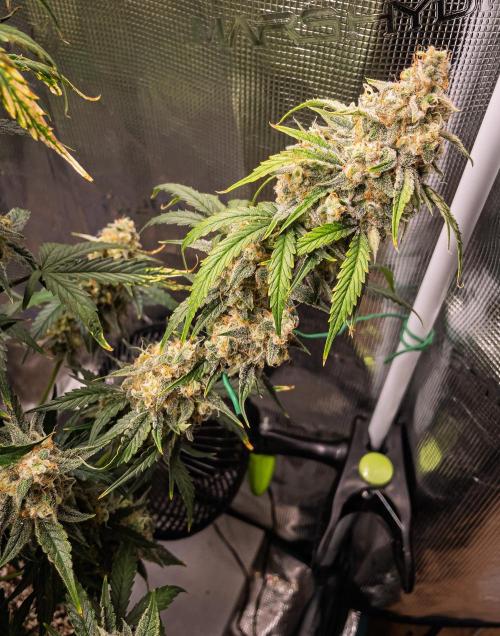 Sour Stomper by Mephisto in Autopot. Week 11 - Day 72: Sour Stomper #1