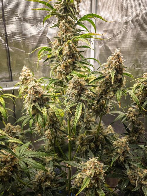 Sour Stomper by Mephisto in Autopot. Week 11 - Day 72: Sour Stomper #1