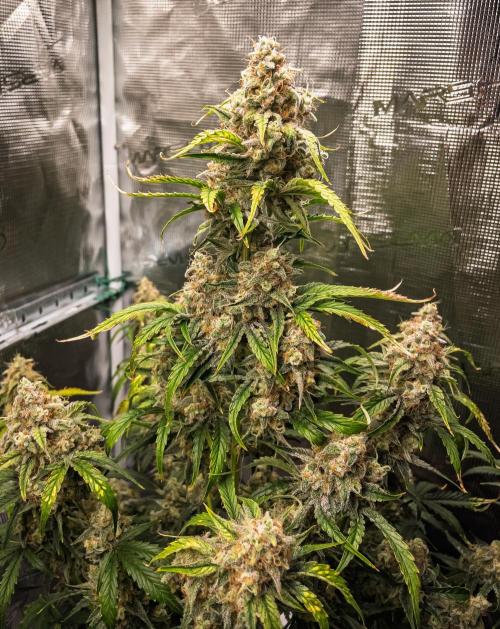 Sour Stomper by Mephisto in Autopot. Week 11 - Day 72: Sour Stomper #1