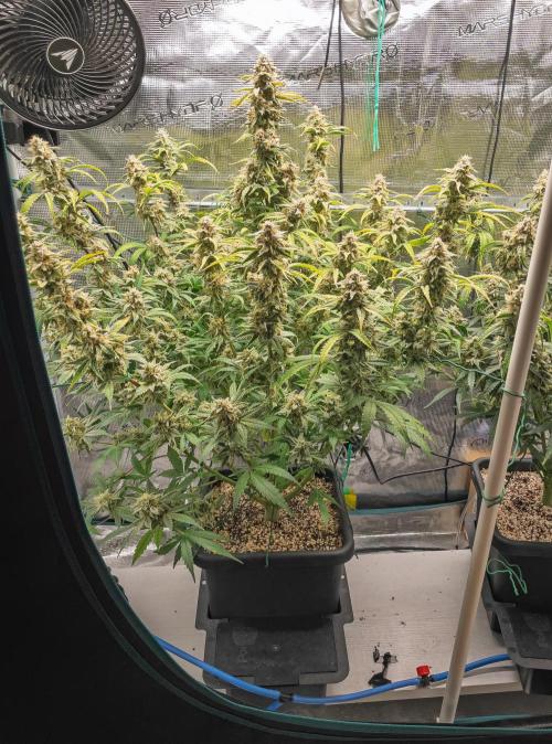 Sour Stomper by Mephisto in Autopot. Week 11 - Day 72: Sour Stomper #2