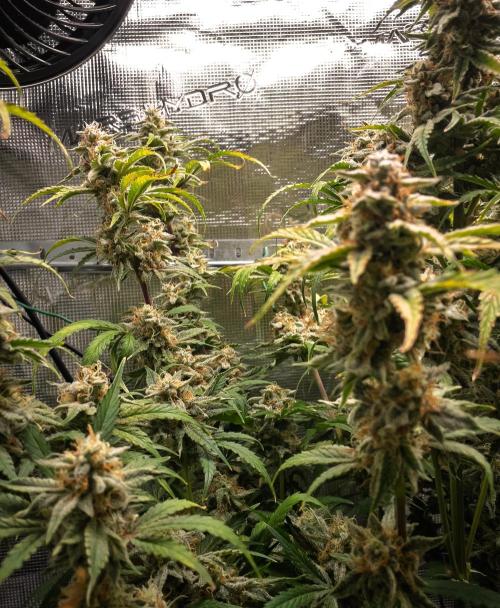 Sour Stomper by Mephisto in Autopot. Week 11 - Day 72: Sour Stomper #2