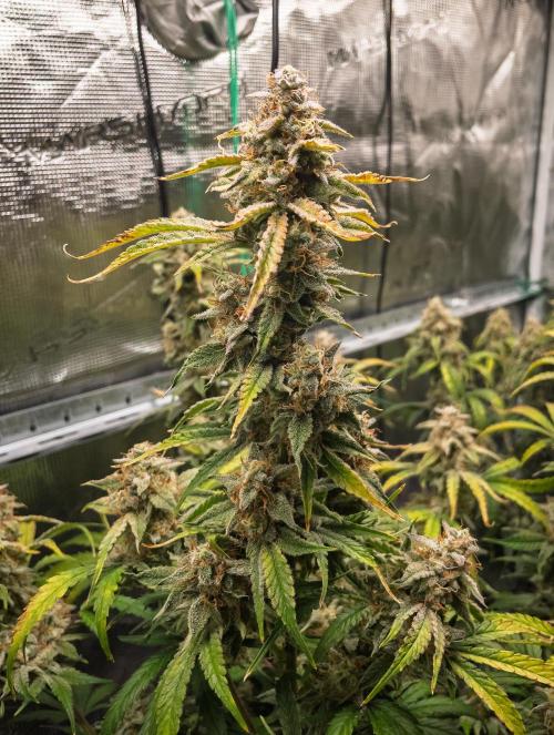 Sour Stomper by Mephisto in Autopot. Week 11 - Day 72: Sour Stomper #2