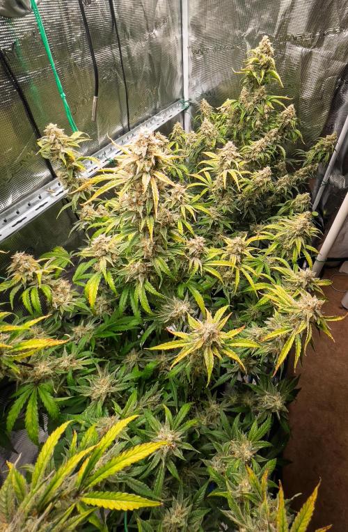 Sour Stomper by Mephisto in Autopot. Week 11 - Day 72: Sour Stomper #1 + #2