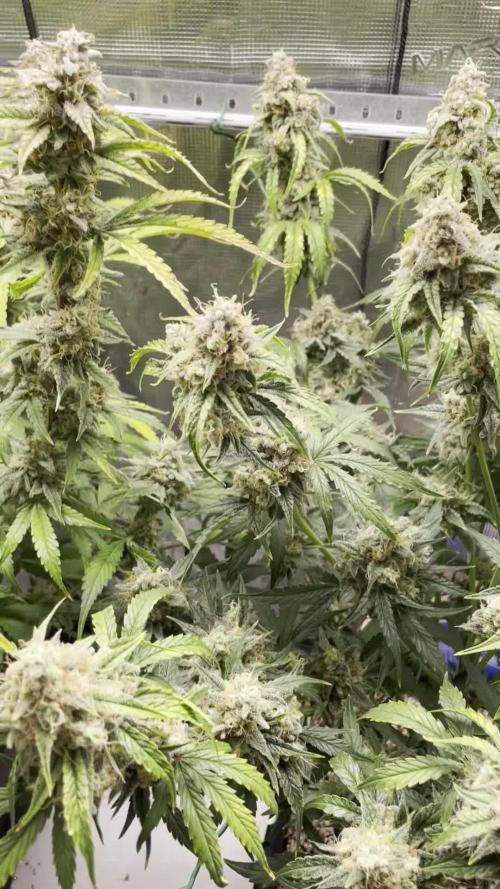 Sour Stomper by Mephisto in Autopot