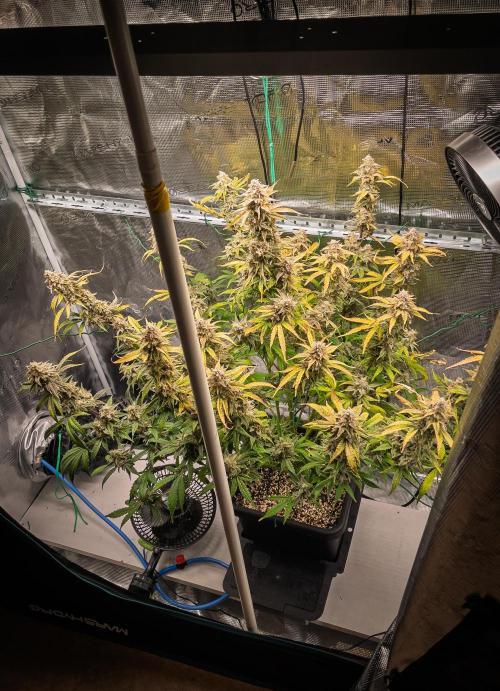 Sour Stomper by Mephisto in Autopot. Week 12 - D78: Sour Stomper #2