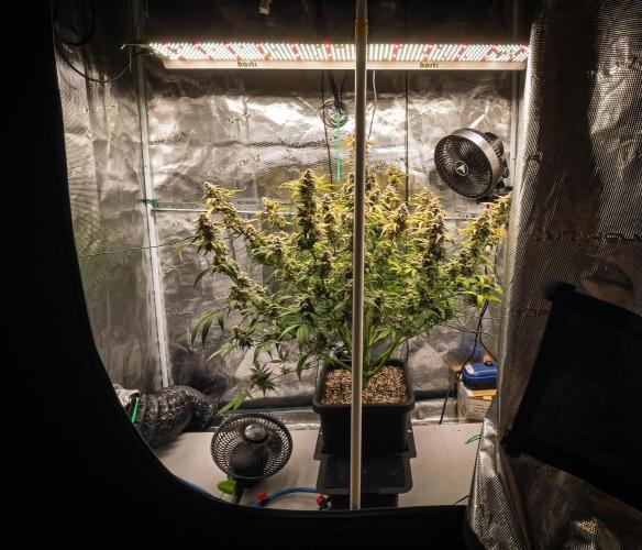 Sour Stomper by Mephisto in Autopot. Week 12 - D78: Sour Stomper #2