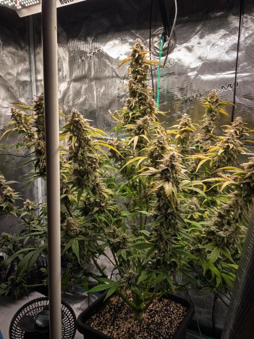 Sour Stomper by Mephisto in Autopot. Week 12 - D78: Sour Stomper #2