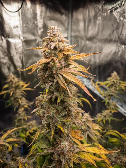 Sour Stomper by Mephisto in Autopot. Week 12 - D78: Sour Stomper #2