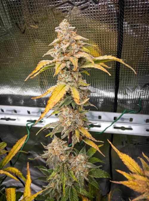 Sour Stomper by Mephisto in Autopot. Week 12 - D78: Sour Stomper #2