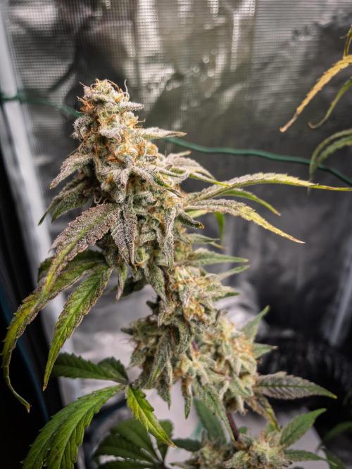 Sour Stomper by Mephisto in Autopot. Week 12 - D78: Sour Stomper #2