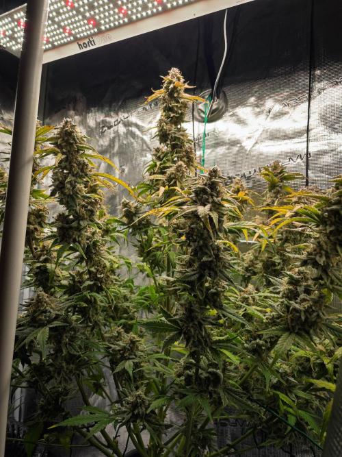 Sour Stomper by Mephisto in Autopot. Week 12 - D78: Sour Stomper #2