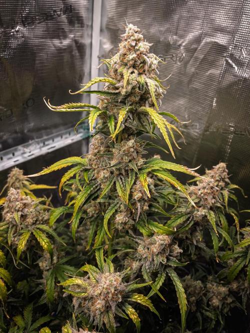 Sour Stomper by Mephisto in Autopot. Week 12 - D75: Sour Stomper #1 Harvest Day
