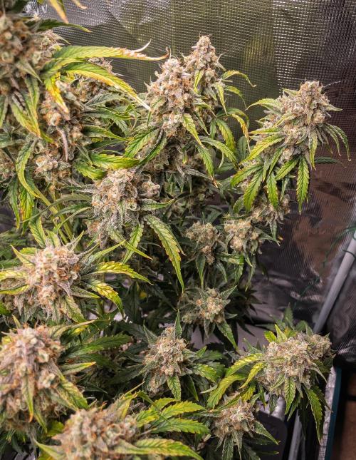 Sour Stomper by Mephisto in Autopot. Week 12 - D75: Sour Stomper #1 Harvest Day