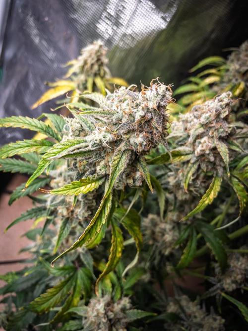 Sour Stomper by Mephisto in Autopot. Week 12 - D75: Sour Stomper #1 Harvest Day