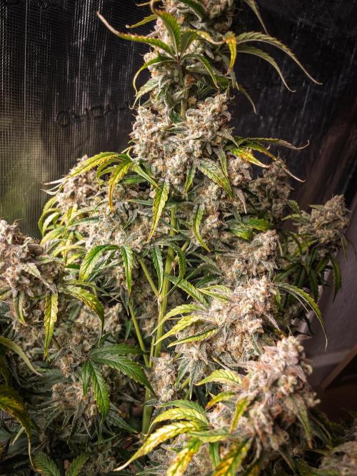 Sour Stomper by Mephisto in Autopot. Week 12 - D75: Sour Stomper #1 Harvest Day