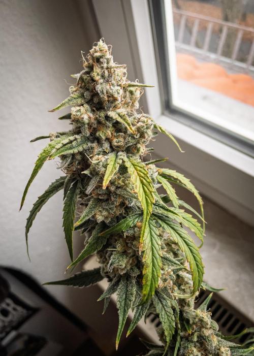 Sour Stomper by Mephisto in Autopot. Week 12 - D75: Sour Stomper #1 Harvest Day