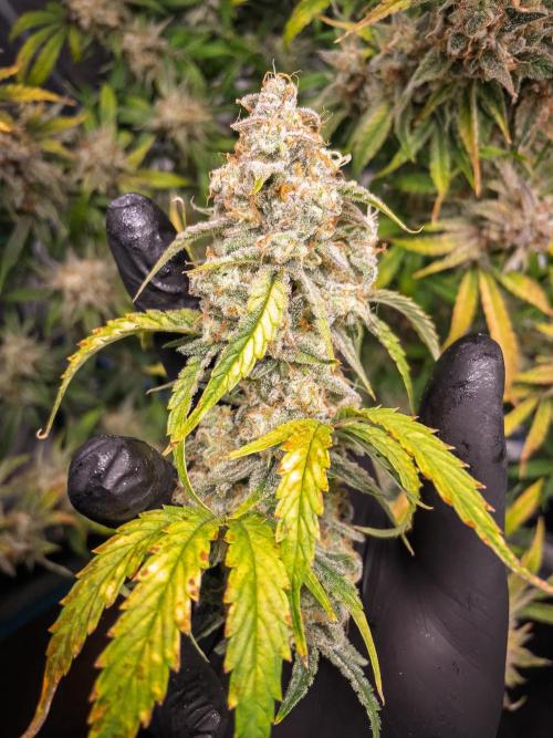 Sour Stomper by Mephisto in Autopot. Week 12 - D75: Sour Stomper #1 Harvest Day