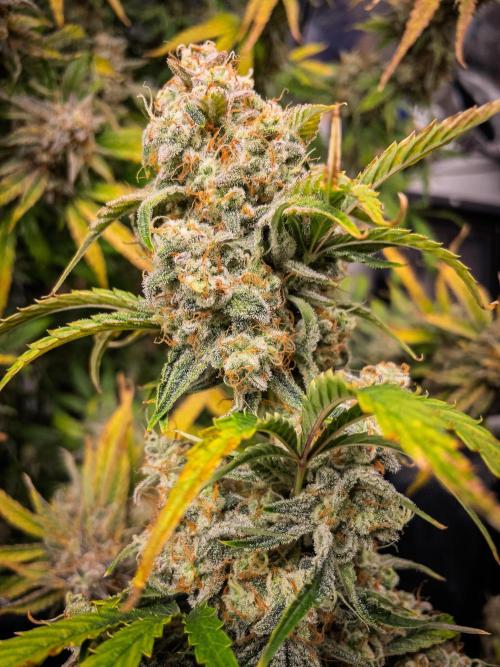 Sour Stomper by Mephisto in Autopot. Week 12 - D75: Sour Stomper #1 Harvest Day