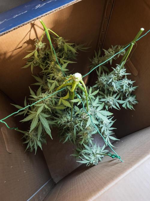 Sour Stomper by Mephisto in Autopot. Week 12 - D75: Sour Stomper #1 Harvest Day