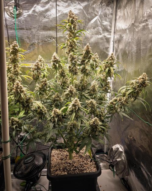 Sour Stomper by Mephisto in Autopot. Week 12 - D75: Sour Stomper #1 Harvest Day