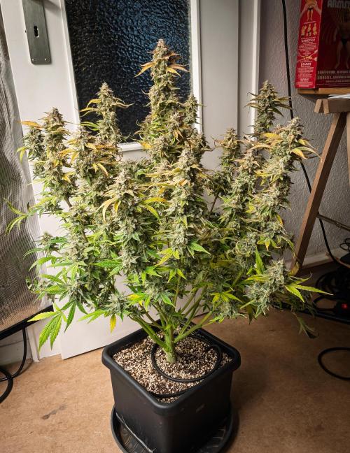 Sour Stomper by Mephisto in Autopot. Week 12 - D80: Sour Stomper #2 