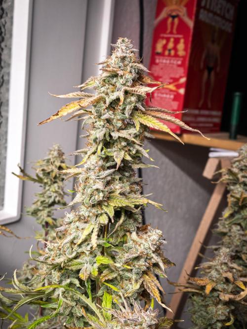 Sour Stomper by Mephisto in Autopot. Week 12 - D80: Sour Stomper #2 