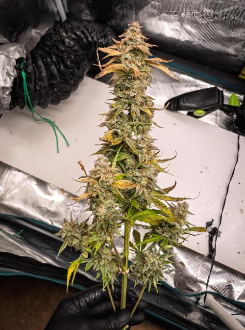 Sour Stomper by Mephisto in Autopot. Week 12 - D80: Sour Stomper #2 