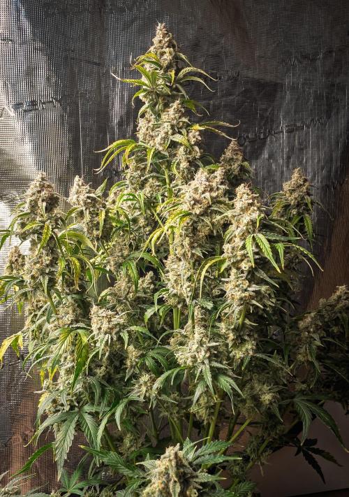 Sour Stomper by Mephisto in Autopot. Week 12 - D75: Sour Stomper #1 