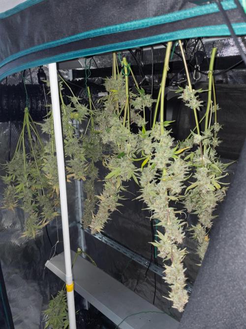 Sour Stomper by Mephisto in Autopot. Week 12 - Plants drying